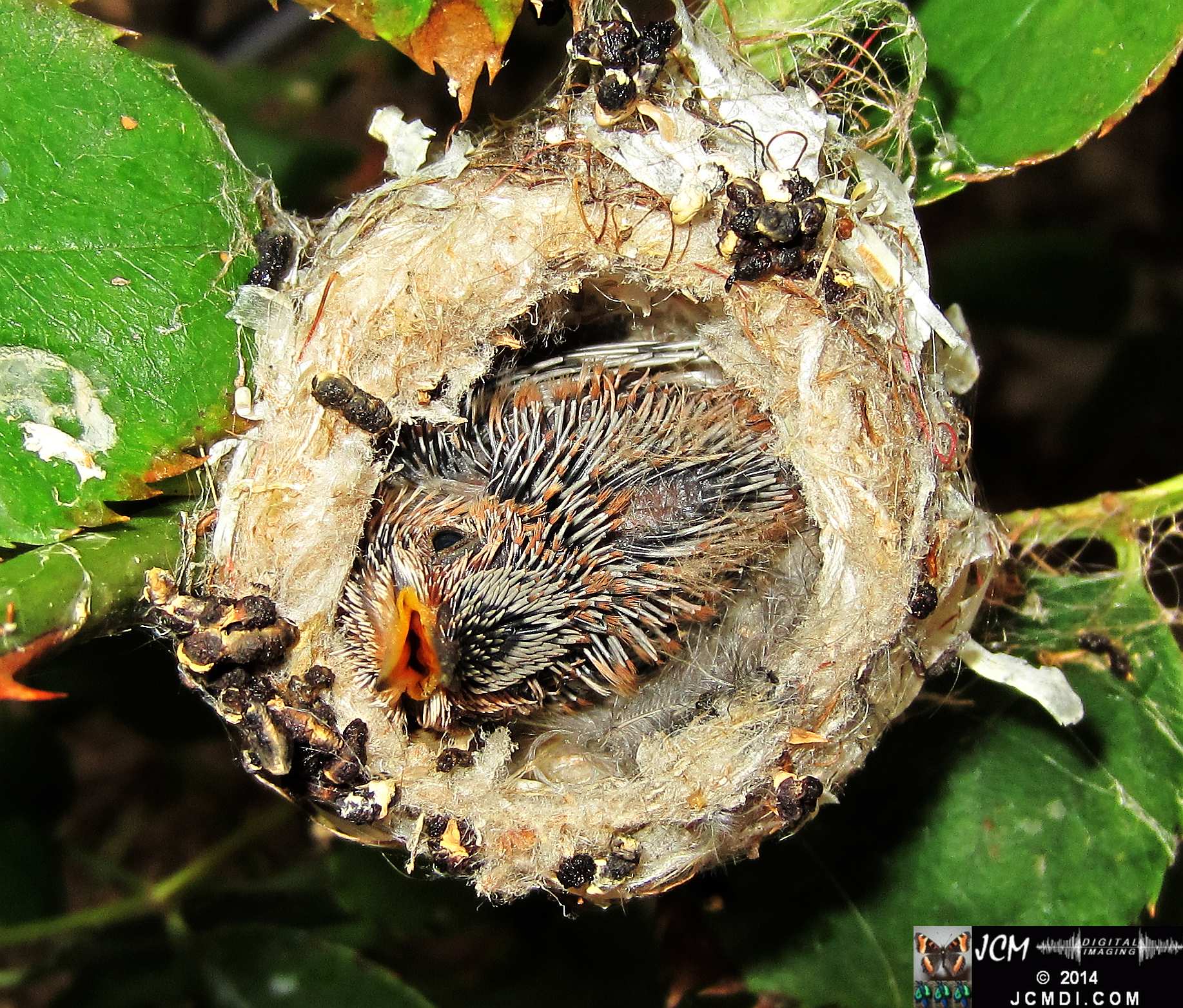 Allens Hummingbird Chick in Nest